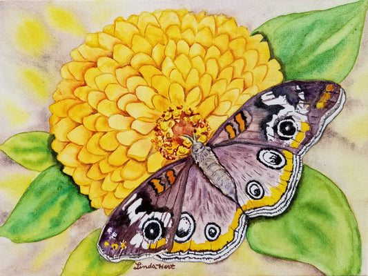 Zinnia and Butterfly - 9" x 12"x 7/8" - Original Watercolor on Canvas